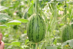 老王论坛吃瓜,揭秘娱乐圈吃瓜大事件，带你领略幕后真相