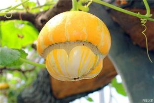 老王论坛吃瓜,揭秘娱乐圈吃瓜大事件，带你领略幕后真相