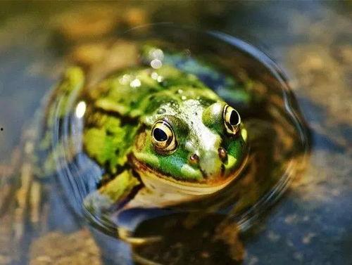 青蛙吃瓜的小诗,夏日田园趣味小诗