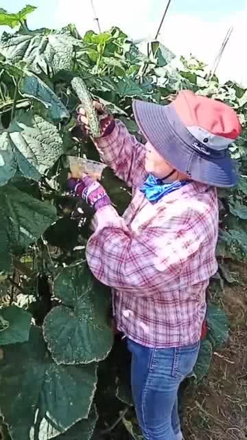 翠花正在吃瓜,揭秘娱乐圈幕后风云