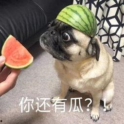 吃瓜的短句,吃瓜群众视角下的娱乐圈风云