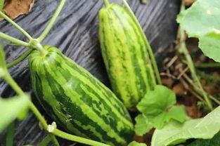 吃瓜的文化内涵,揭秘网络时代下的文化现象与心理解读