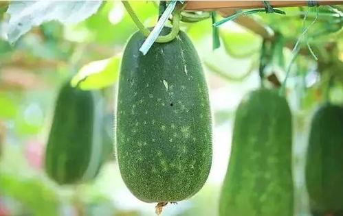 圆圆吃瓜什么梗,揭秘娱乐圈背后的那些事儿