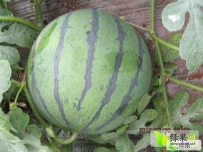 河北信工吃瓜,一场吃瓜盛宴背后的校园风云