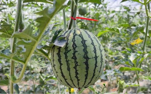 河北信工吃瓜,一场吃瓜盛宴背后的校园风云