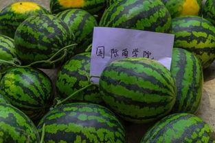 带你吃瓜关于宿舍,带你吃瓜校园生活点滴