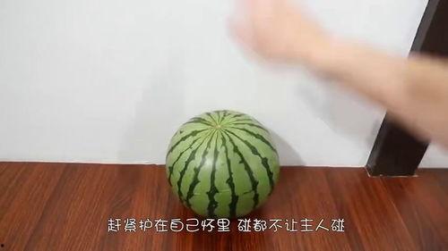 吃瓜速度,揭秘吃瓜达人如何一秒尝遍天下瓜