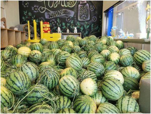 吃瓜速度,揭秘吃瓜达人如何一秒尝遍天下瓜