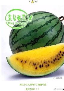 吃瓜速度,揭秘吃瓜达人如何一秒尝遍天下瓜