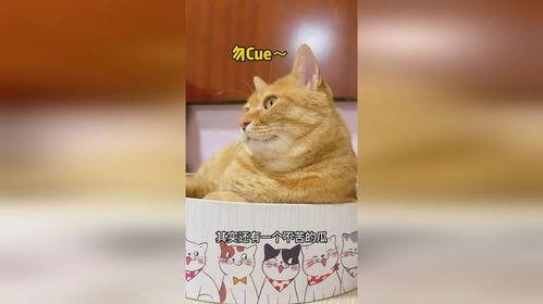 线条猫吃瓜,瓜界新宠横空出世