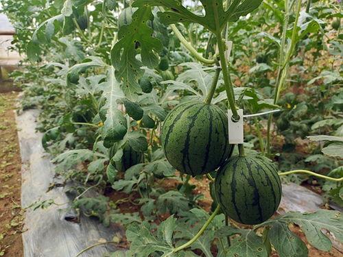 吃瓜快速是什么瓜