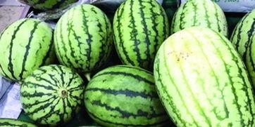 吃瓜快速是什么瓜