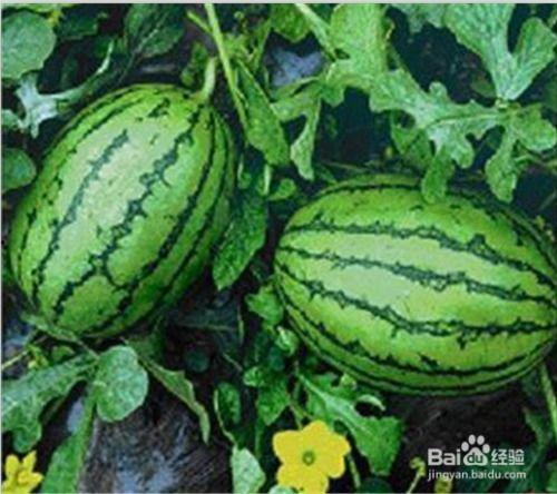 从哪里可以吃瓜,哪里可以畅享最新吃瓜盛宴？