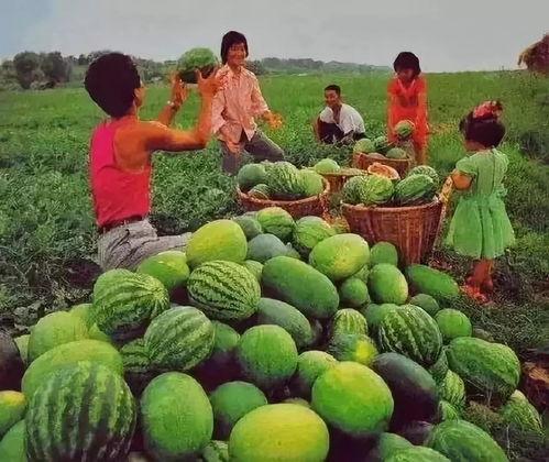 从哪里可以吃瓜,哪里可以畅享最新吃瓜盛宴？