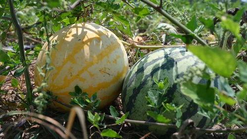 从哪里可以吃瓜,哪里可以畅享最新吃瓜盛宴？