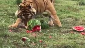 瑞豹吃瓜,揭秘娱乐圈的甜蜜与苦涩