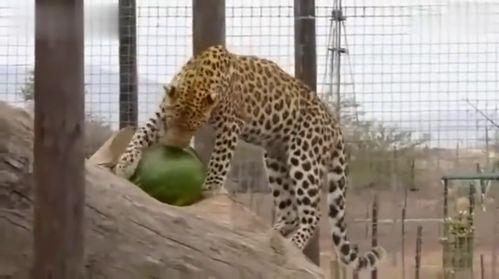 瑞豹吃瓜,揭秘娱乐圈的甜蜜与苦涩