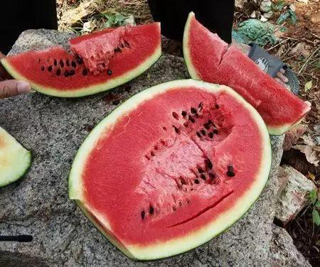 吃瓜群众吃西瓜还是瓜子,西瓜与瓜子的较量