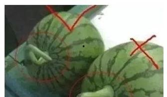 可以加微信吃瓜吗,加微信吃瓜，社交新潮流还是陷阱重重？