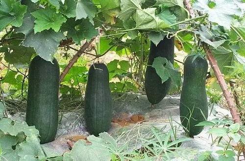 什么瓜冬天吃,探寻冬季养生美食“什么瓜”的秘密