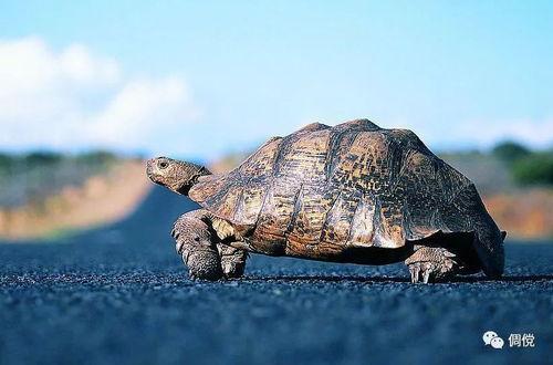 乌龟吃瓜文案怎么写