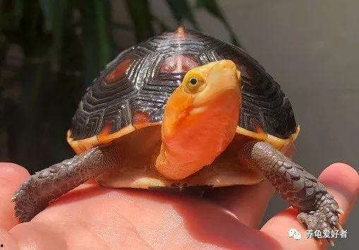 乌龟吃瓜文案怎么写