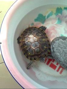 乌龟吃瓜文案怎么写