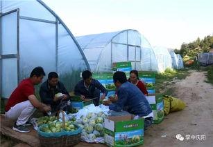 盛京吃瓜群众,吃瓜群众的欢乐盛宴