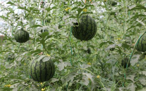 吃口新鲜瓜  第3张