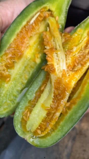 瓜哥吃甜瓜视频,揭秘吃甜瓜的乐趣与技巧  第2张