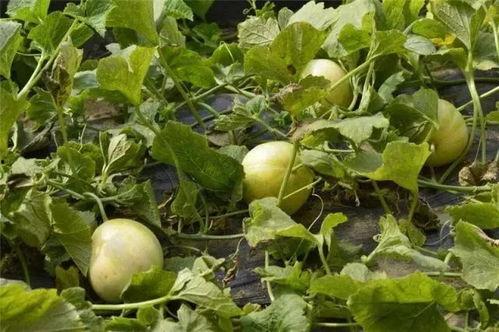 瓜哥吃甜瓜视频,揭秘吃甜瓜的乐趣与技巧  第3张