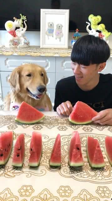 吃瓜小狗主人图片,揭秘宠物界的“网红”日常