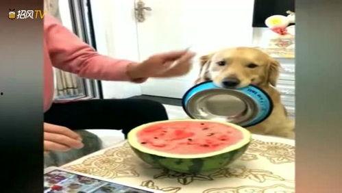 吃瓜小狗主人图片,揭秘宠物界的“网红”日常  第3张